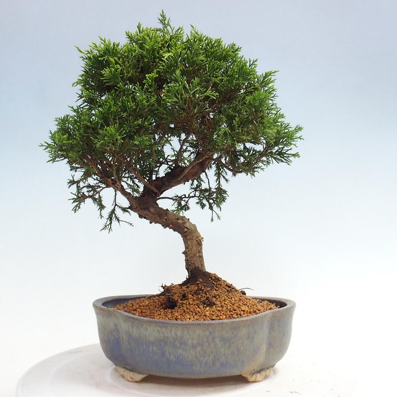 Venkovní bonsai - Juniperus chinensis Itoigawa -Jalovec čínský