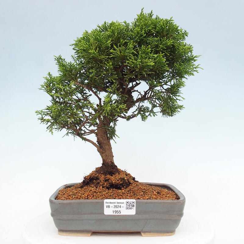 Venkovní bonsai - Juniperus chinensis Itoigawa -Jalovec čínský