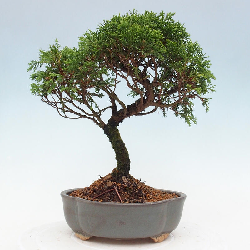 Venkovní bonsai - Juniperus chinensis Itoigawa -Jalovec čínský