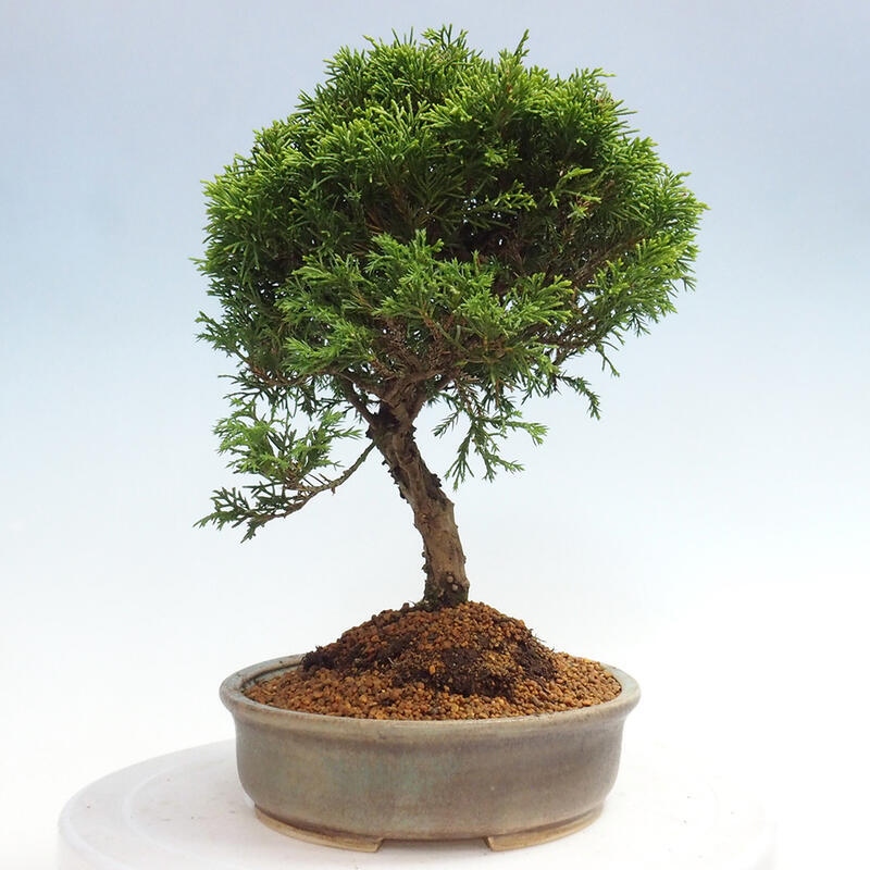 Venkovní bonsai - Juniperus chinensis Itoigawa -Jalovec čínský