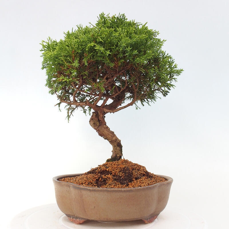 Venkovní bonsai - Juniperus chinensis Itoigawa -Jalovec čínský