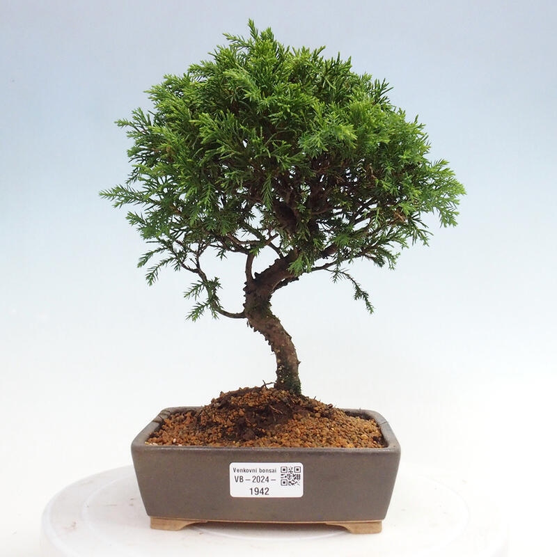 Venkovní bonsai - Juniperus chinensis Itoigawa -Jalovec čínský