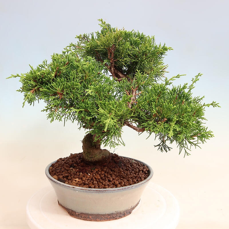 Venkovní bonsai - Juniperus chinensis Itoigawa -Jalovec čínský