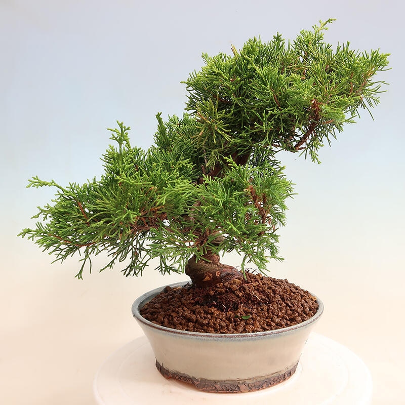 Venkovní bonsai - Juniperus chinensis Itoigawa -Jalovec čínský