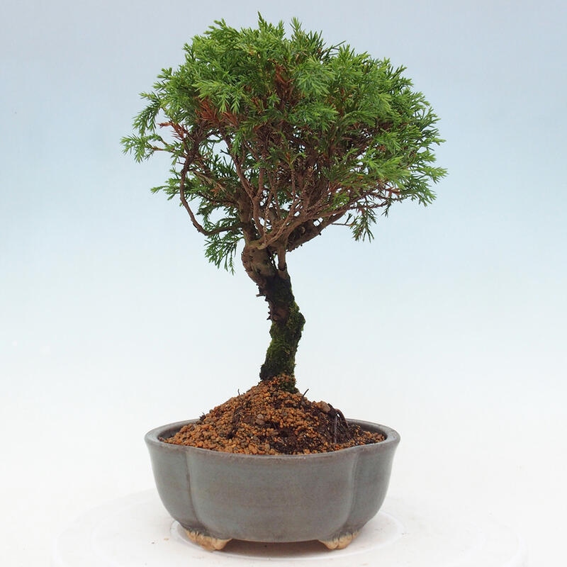 Venkovní bonsai - Juniperus chinensis Itoigawa -Jalovec čínský
