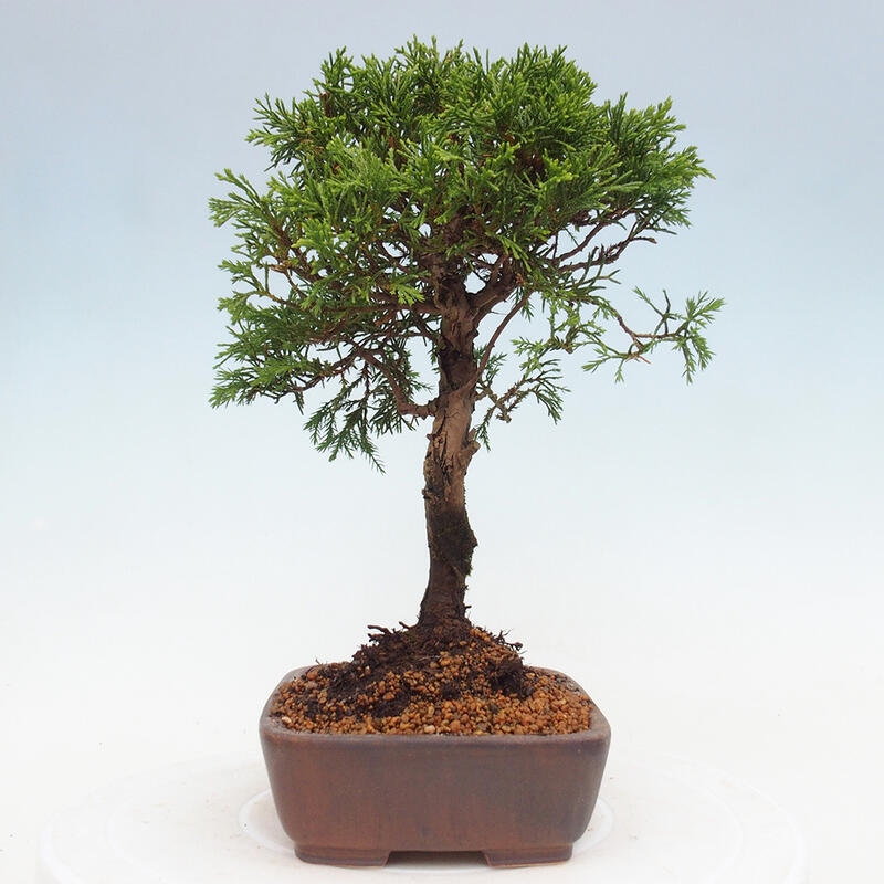 Venkovní bonsai - Juniperus chinensis Itoigawa -Jalovec čínský