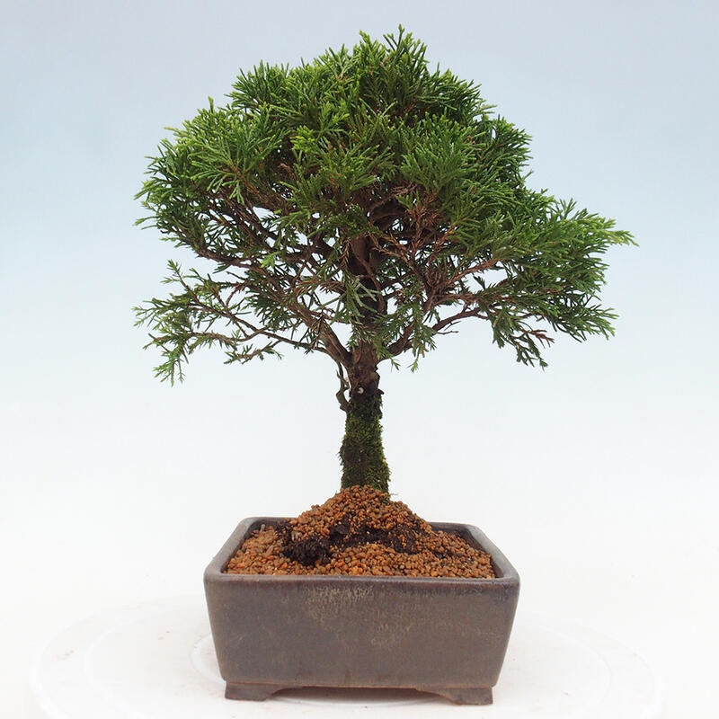 Venkovní bonsai - Juniperus chinensis Itoigawa -Jalovec čínský