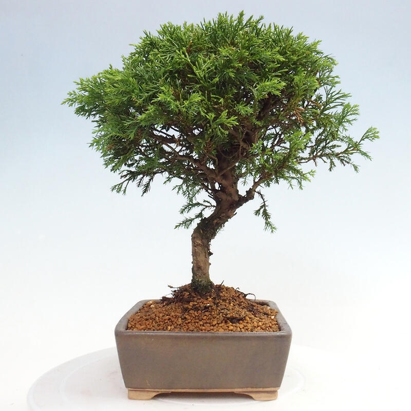 Venkovní bonsai - Juniperus chinensis Itoigawa -Jalovec čínský