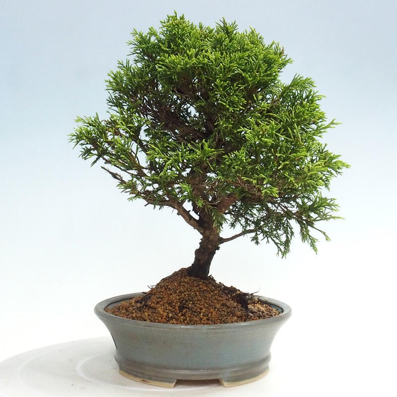 Venkovní bonsai - Juniperus chinensis Itoigawa -Jalovec čínský