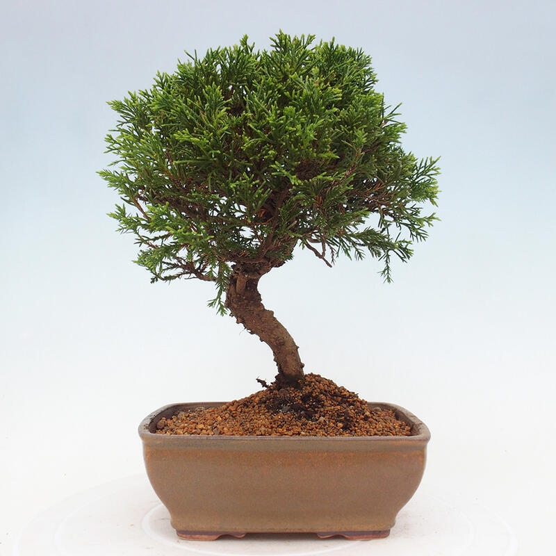 Venkovní bonsai - Juniperus chinensis Itoigawa -Jalovec čínský