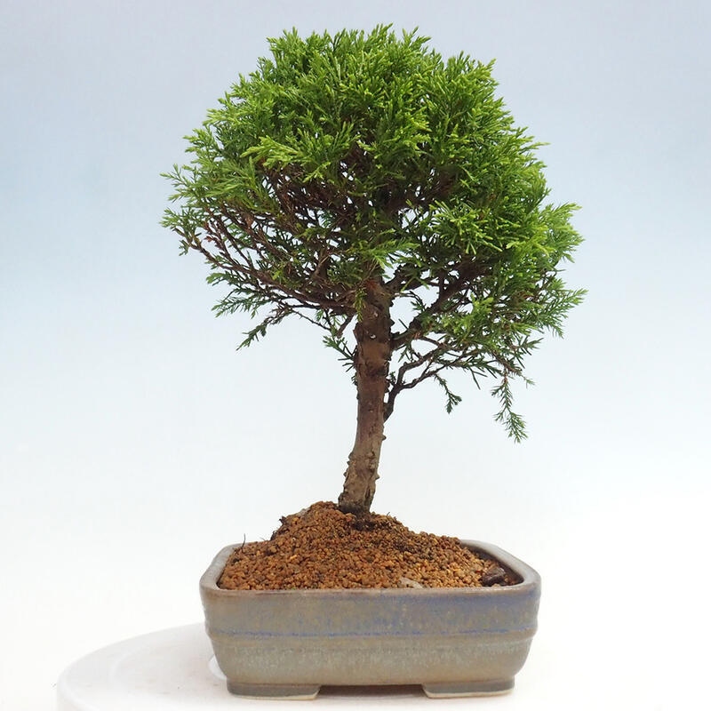 Venkovní bonsai - Juniperus chinensis Itoigawa -Jalovec čínský