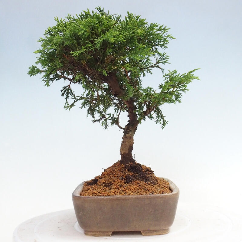 Venkovní bonsai - Juniperus chinensis Itoigawa -Jalovec čínský