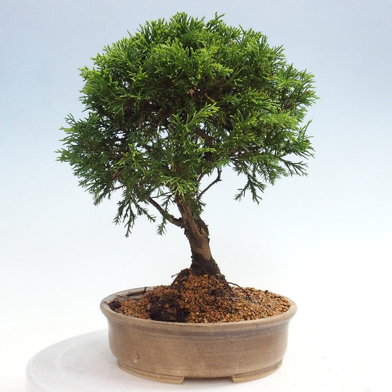 Venkovní bonsai - Juniperus chinensis Itoigawa -Jalovec čínský