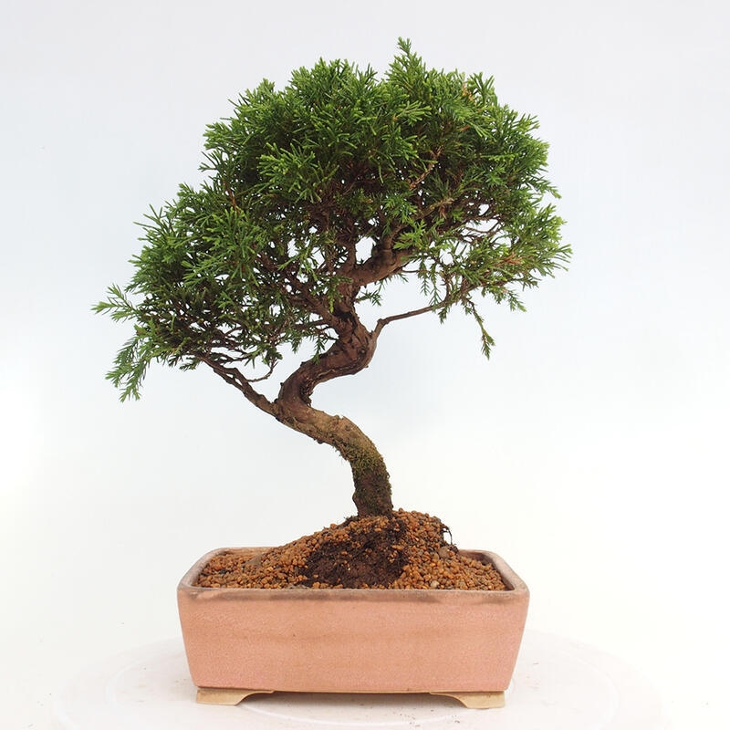 Venkovní bonsai - Juniperus chinensis Itoigawa -Jalovec čínský