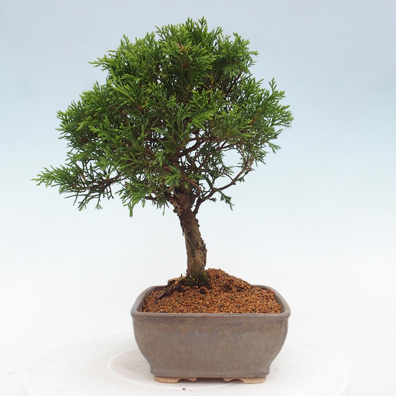 Venkovní bonsai - Juniperus chinensis Itoigawa -Jalovec čínský