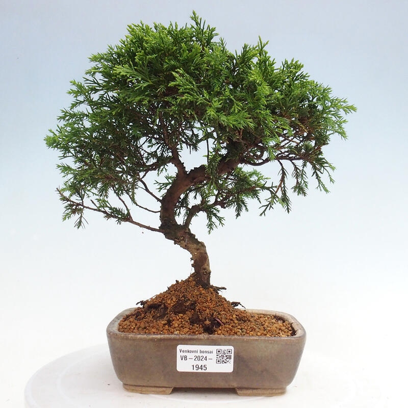 Venkovní bonsai - Juniperus chinensis Itoigawa -Jalovec čínský