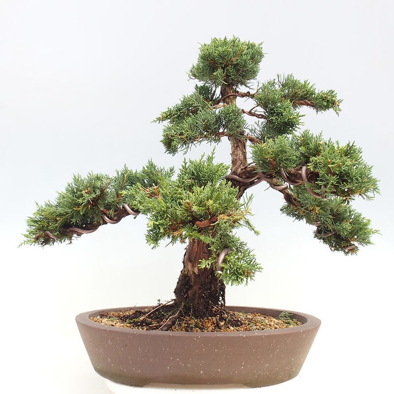 Venkovní bonsai - Juniperus chinensis Kishu -Jalovec čínský