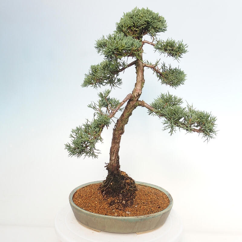 Venkovní bonsai - Juniperus chinensis Kishu -Jalovec čínský