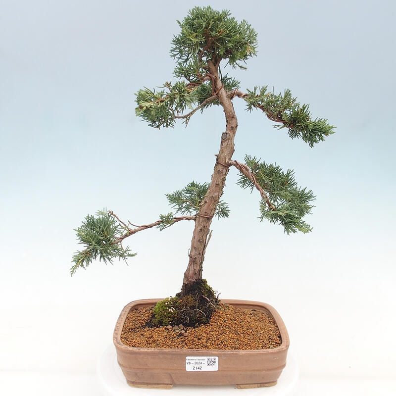 Venkovní bonsai - Juniperus chinensis Kishu -Jalovec čínský