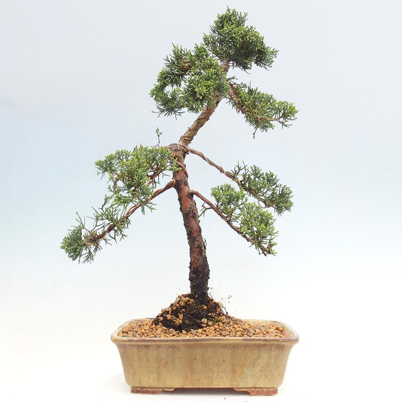 Venkovní bonsai - Juniperus chinensis Kishu -Jalovec čínský