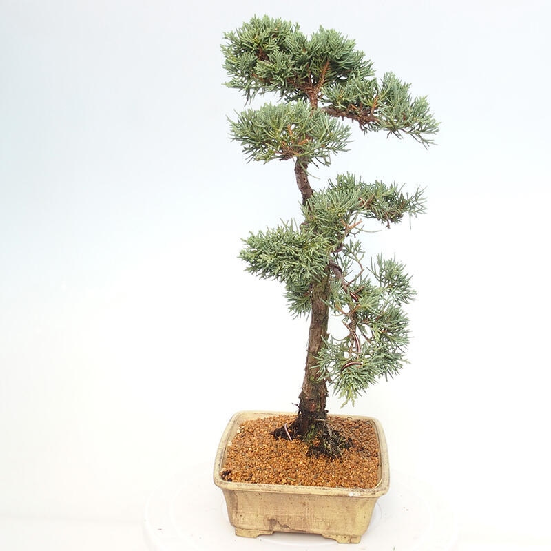 Venkovní bonsai - Juniperus chinensis Kishu -Jalovec čínský