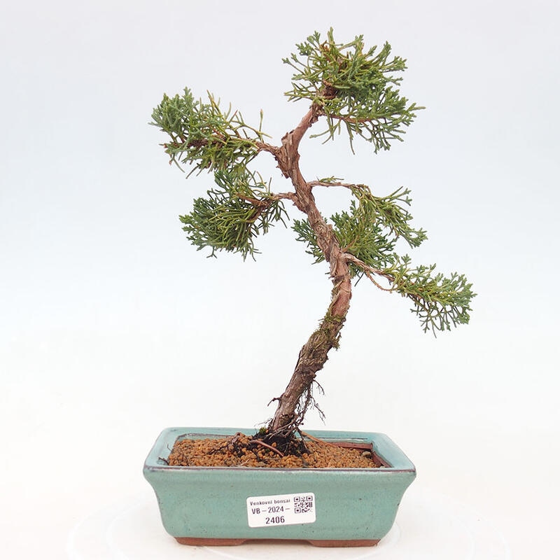 Venkovní bonsai - Juniperus chinensis Kishu -Jalovec čínský
