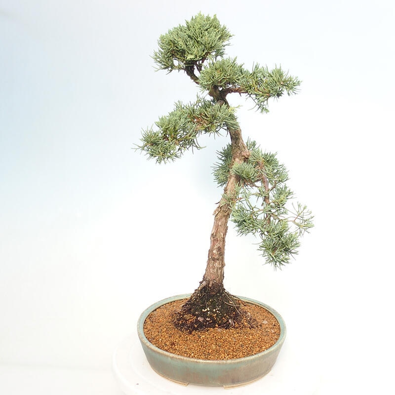 Venkovní bonsai - Juniperus chinensis Kishu -Jalovec čínský