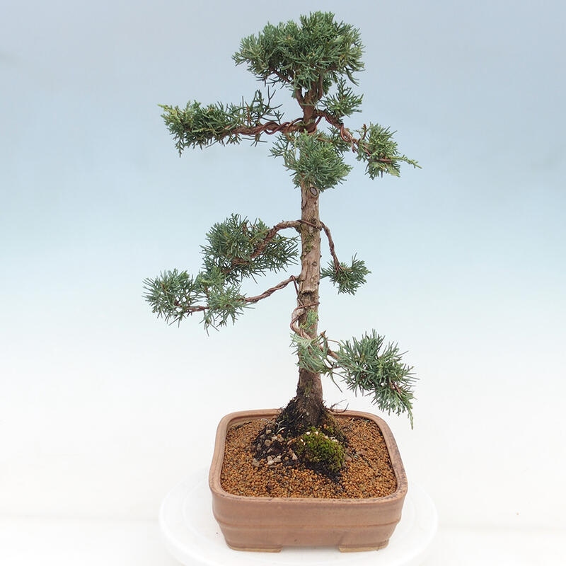 Venkovní bonsai - Juniperus chinensis Kishu -Jalovec čínský