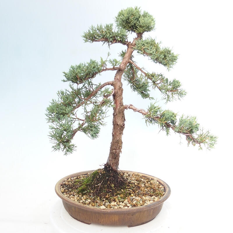 Venkovní bonsai - Juniperus chinensis Kishu -Jalovec čínský