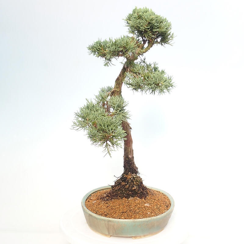 Venkovní bonsai - Juniperus chinensis Kishu -Jalovec čínský