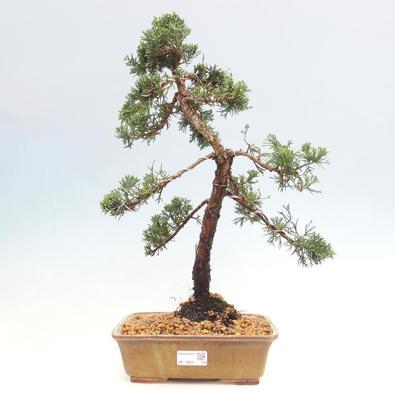 Venkovní bonsai - Juniperus chinensis Kishu -Jalovec čínský