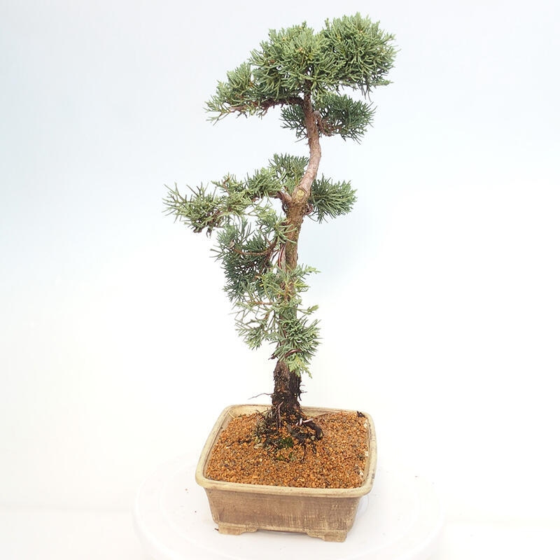 Venkovní bonsai - Juniperus chinensis Kishu -Jalovec čínský