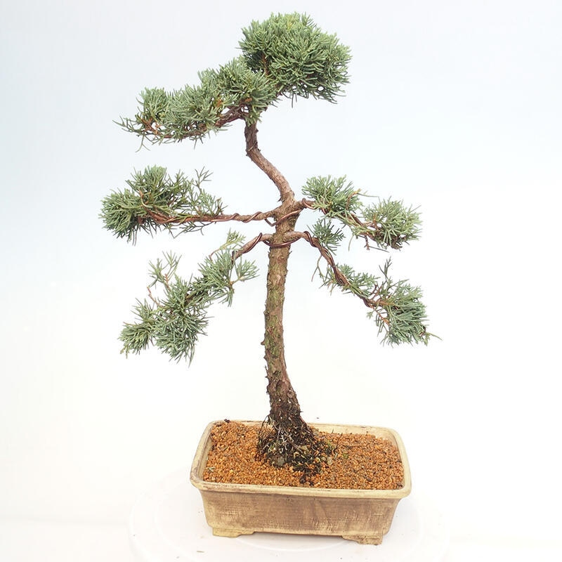 Venkovní bonsai - Juniperus chinensis Kishu -Jalovec čínský