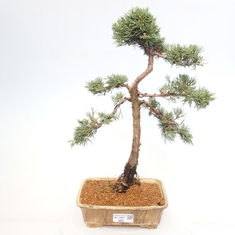 Venkovní bonsai - Juniperus chinensis Kishu -Jalovec čínský