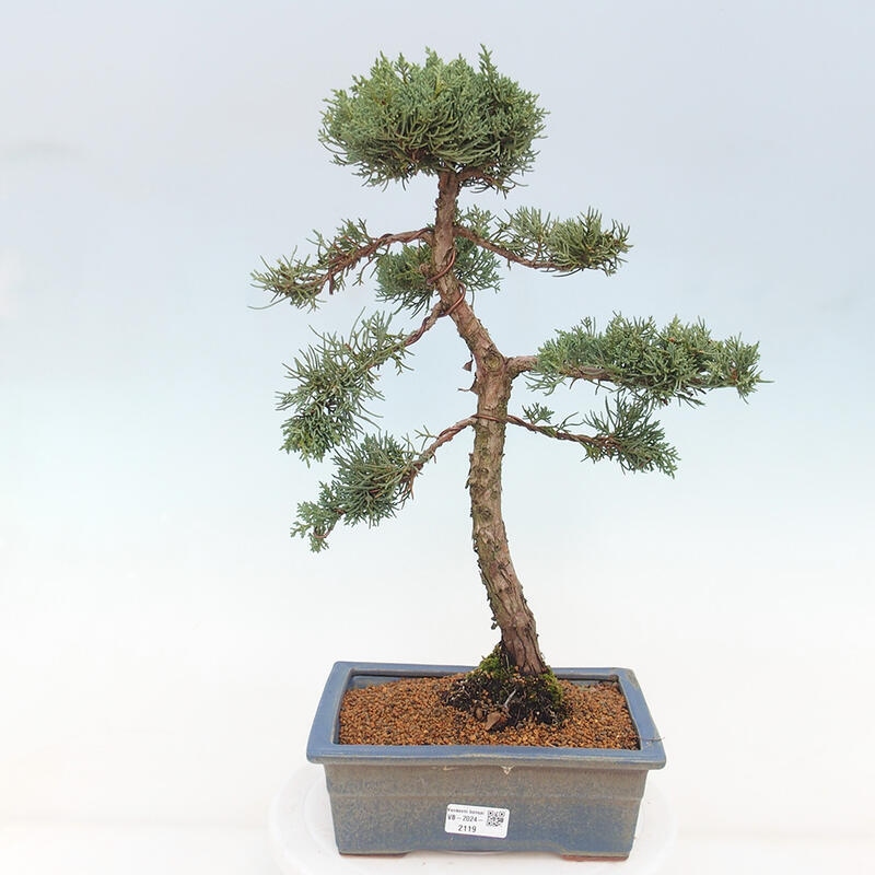 Venkovní bonsai - Juniperus chinensis Kishu -Jalovec čínský