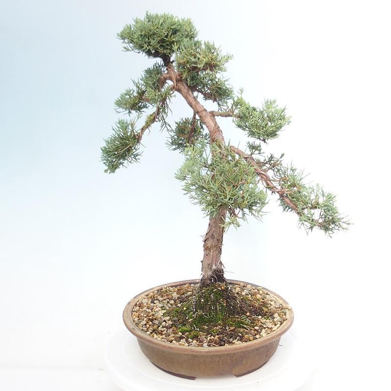 Venkovní bonsai - Juniperus chinensis Kishu -Jalovec čínský