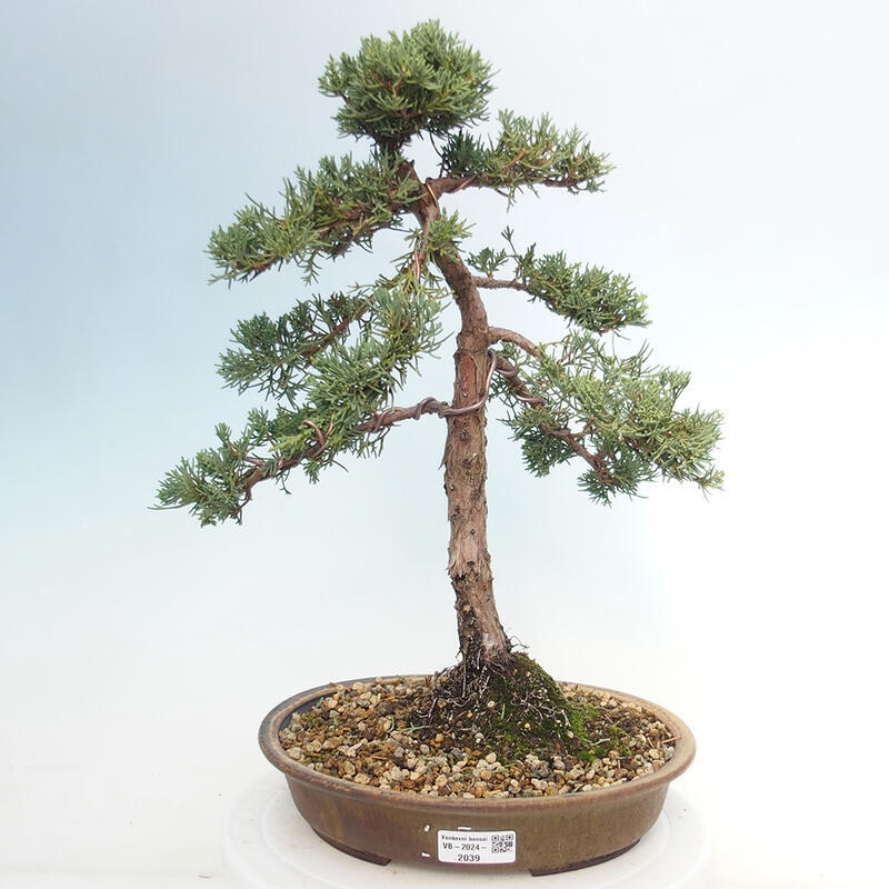 Venkovní bonsai - Juniperus chinensis Kishu -Jalovec čínský