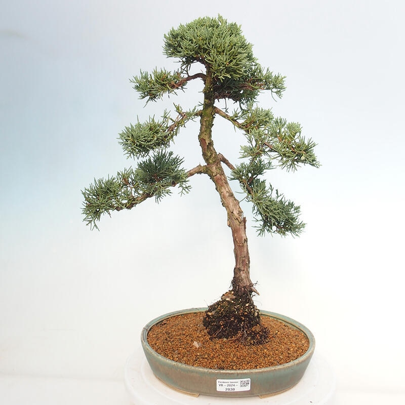 Venkovní bonsai - Juniperus chinensis Kishu -Jalovec čínský