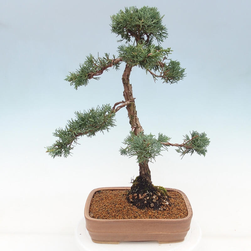 Venkovní bonsai - Juniperus chinensis Kishu -Jalovec čínský