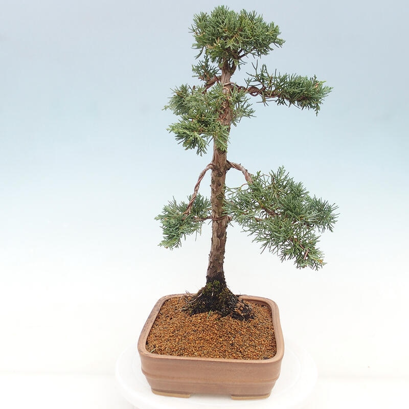 Venkovní bonsai - Juniperus chinensis Kishu -Jalovec čínský