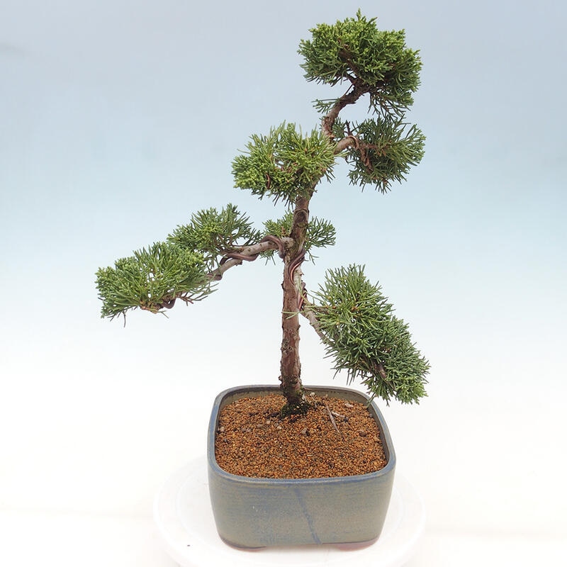 Venkovní bonsai - Juniperus chinensis Kishu -Jalovec čínský