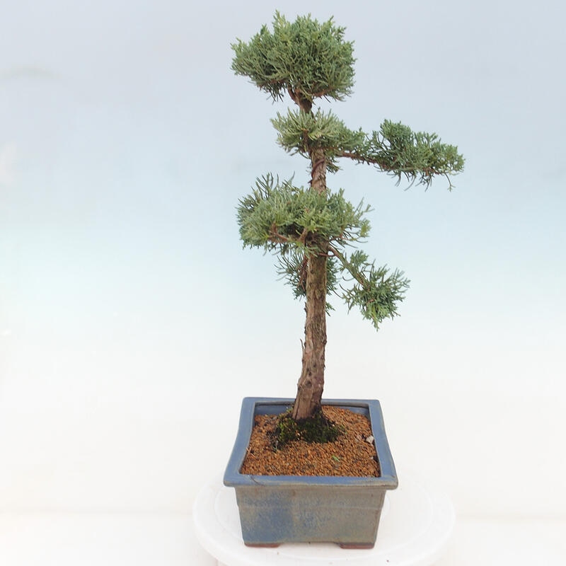Venkovní bonsai - Juniperus chinensis Kishu -Jalovec čínský