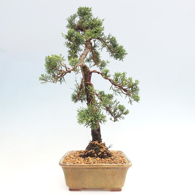 Venkovní bonsai - Juniperus chinensis Kishu -Jalovec čínský
