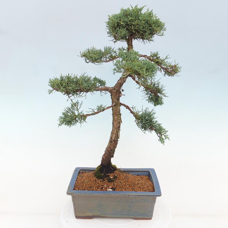 Venkovní bonsai - Juniperus chinensis Kishu -Jalovec čínský