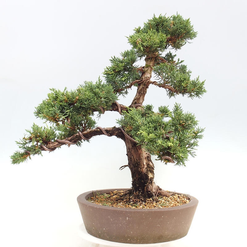 Venkovní bonsai - Juniperus chinensis Kishu -Jalovec čínský