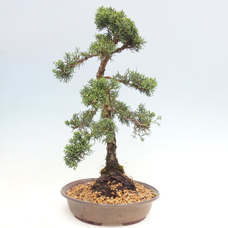Venkovní bonsai - Juniperus chinensis Kishu -Jalovec čínský