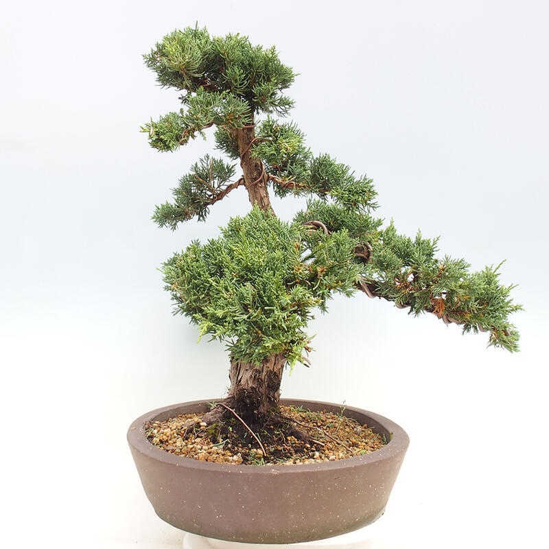 Venkovní bonsai - Juniperus chinensis Kishu -Jalovec čínský