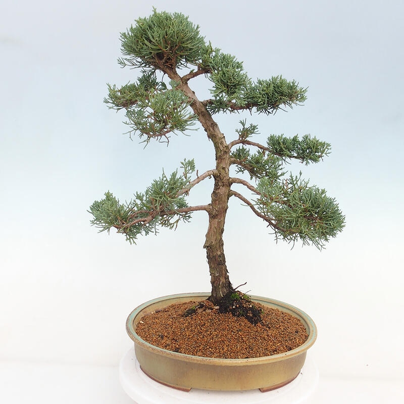 Venkovní bonsai - Juniperus chinensis Kishu -Jalovec čínský