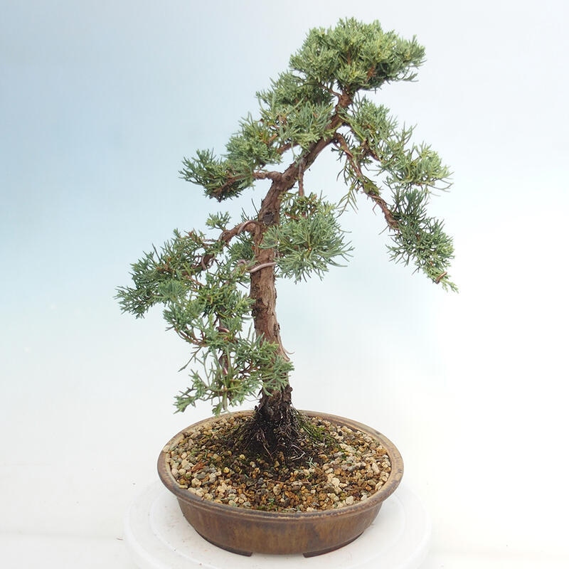 Venkovní bonsai - Juniperus chinensis Kishu -Jalovec čínský