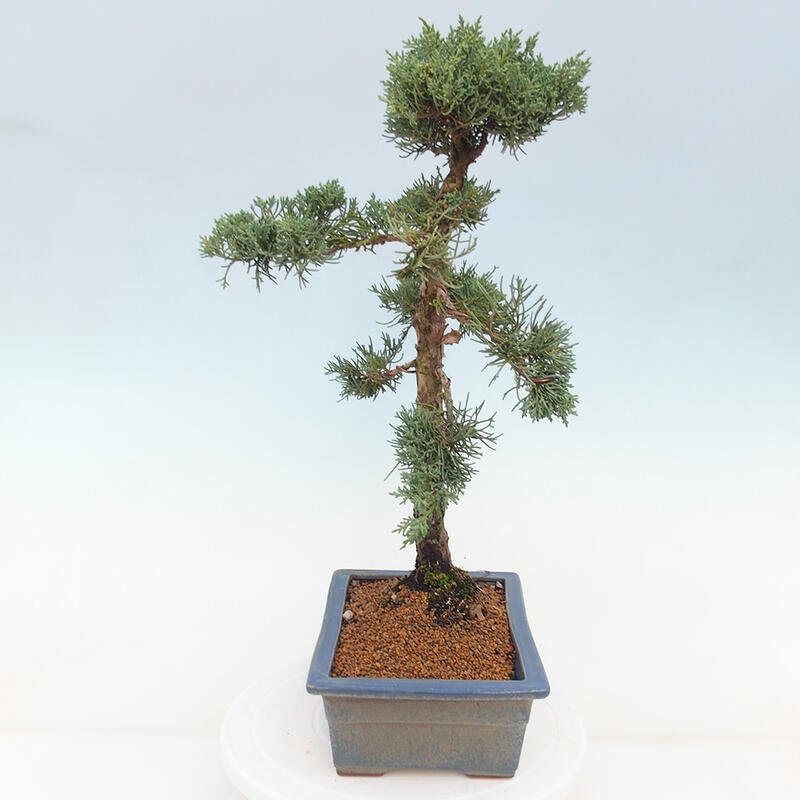 Venkovní bonsai - Juniperus chinensis Kishu -Jalovec čínský